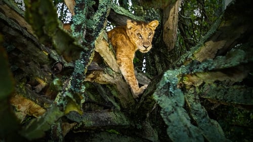 Tree Climbing Lions