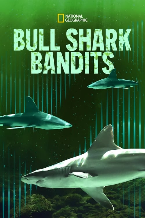 Bull Shark Bandits