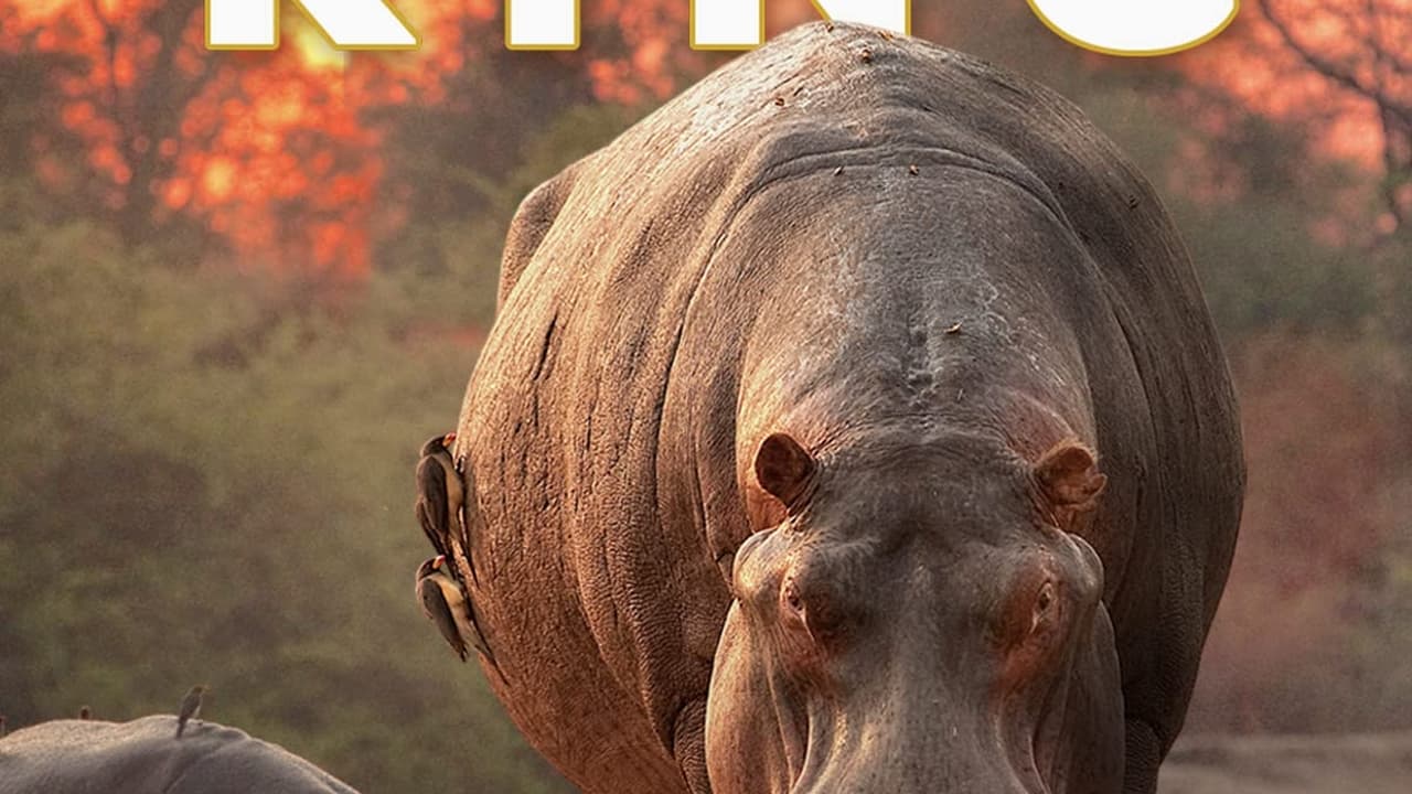 Hippo King