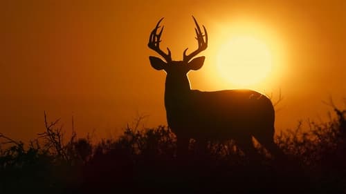 Deep in the Heart: A Texas Wildlife Story