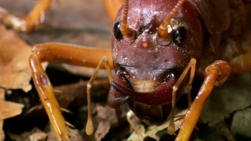 The World's Biggest and Baddest Bugs