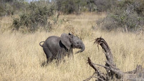 Naledi: A Baby Elephant's Tale