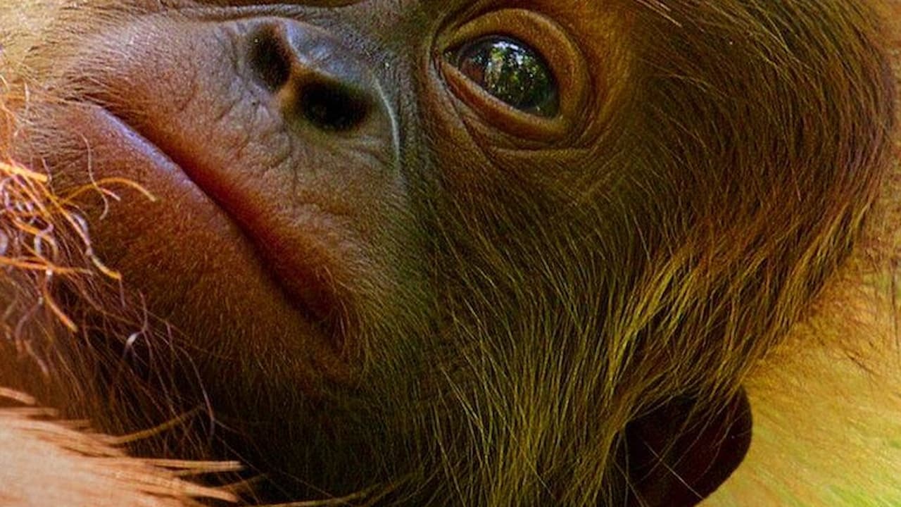 Secret Lives of Orangutans