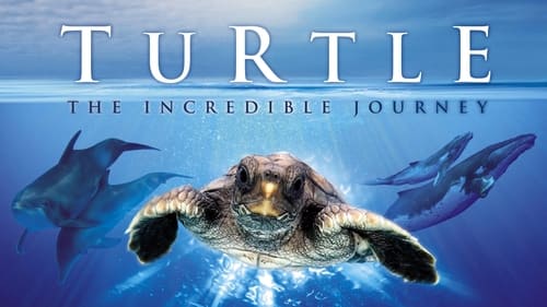 Turtle: The Incredible Journey