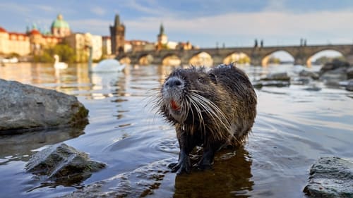 Wild Prague