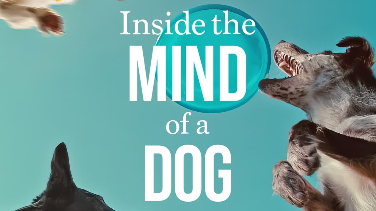 Inside the Mind of a Dog