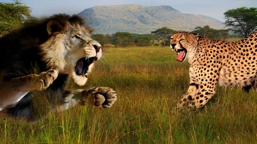 Cat Wars: Lion vs. Cheetah