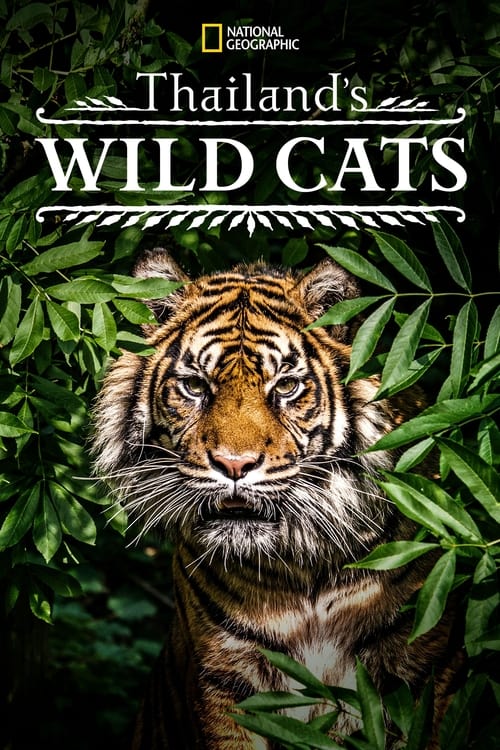 Thailand's Wild Cats