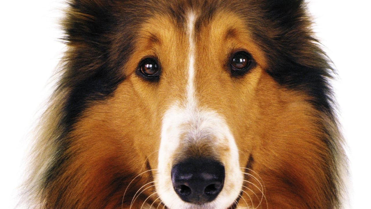 Lassie