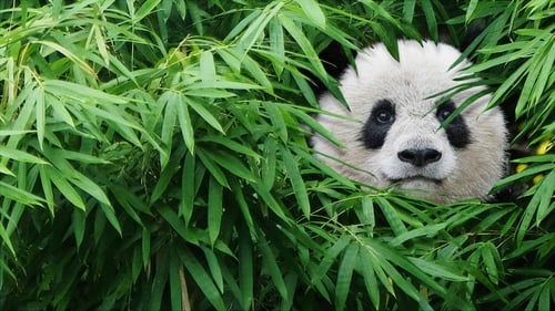 Pandas