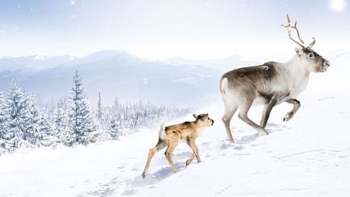 A Reindeer's Journey