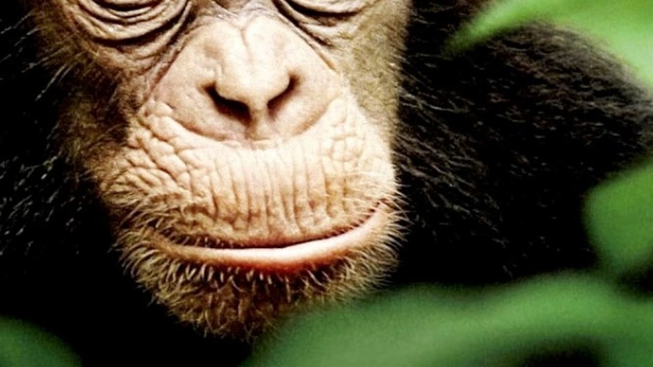 Chimpanzee