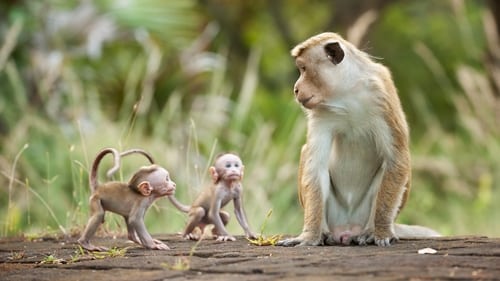 Monkey Kingdom